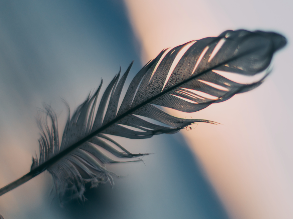 Close-up feather angled across a softly lit surface.