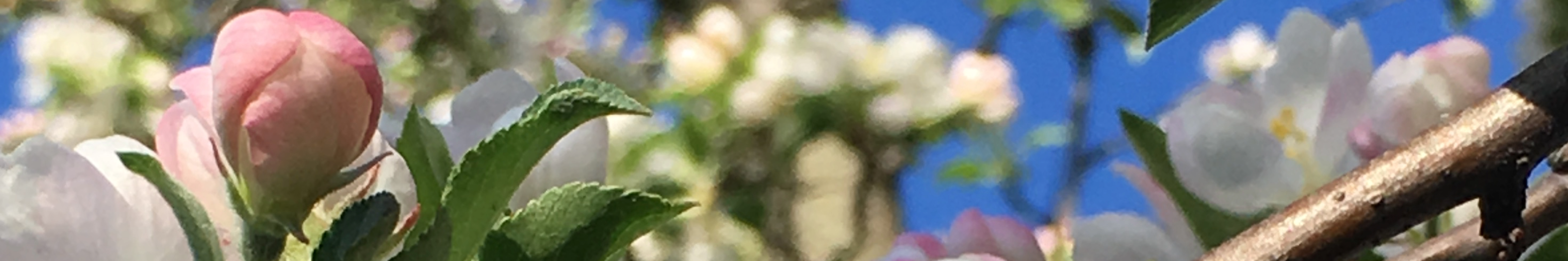 Spring blossoms: soft pink bud, green leaves, and pale flowers against a bright blue sky.