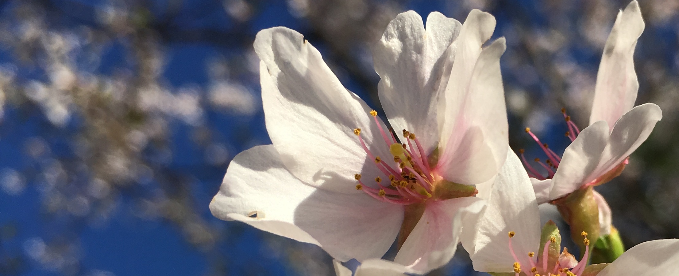 Close-up panoramic view of white cherry blossoms with pink centers against a bright blue sky.