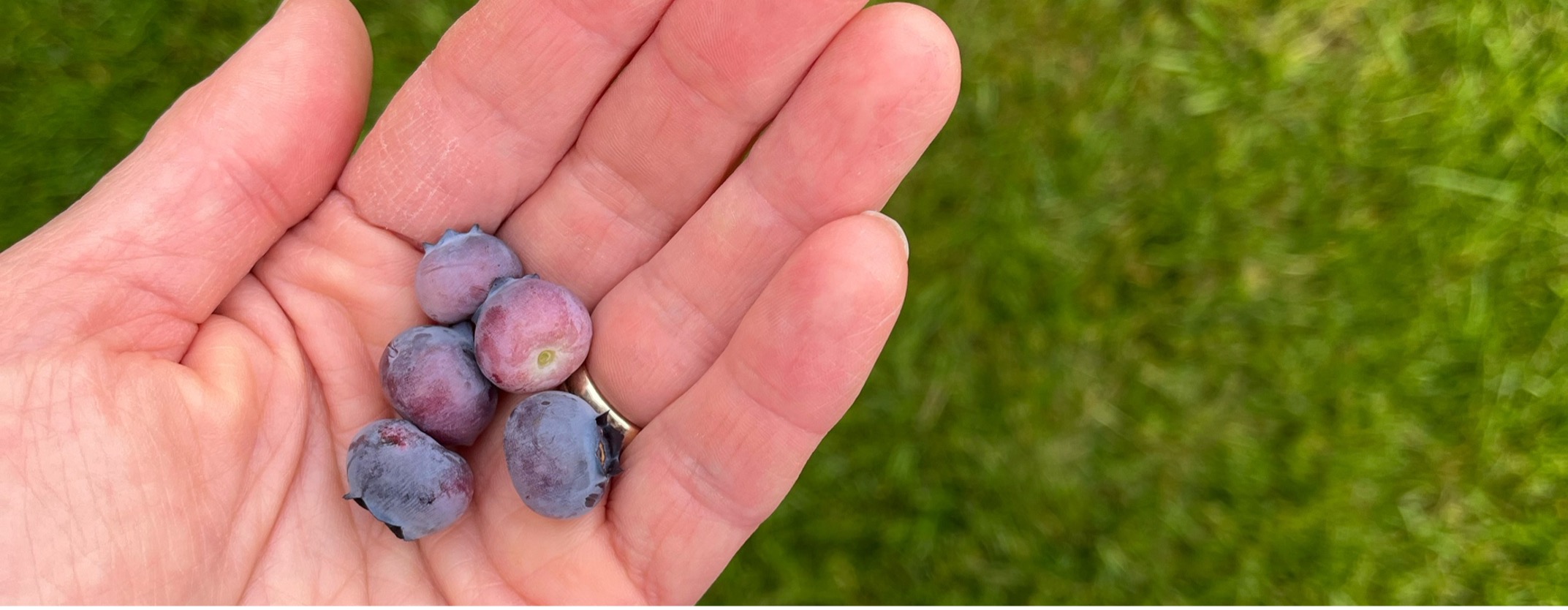 A hand holding freshly picked blueberries over green grass.
